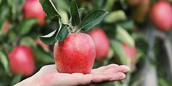 Le super mele di Polaveno, frutti giganti e particolari